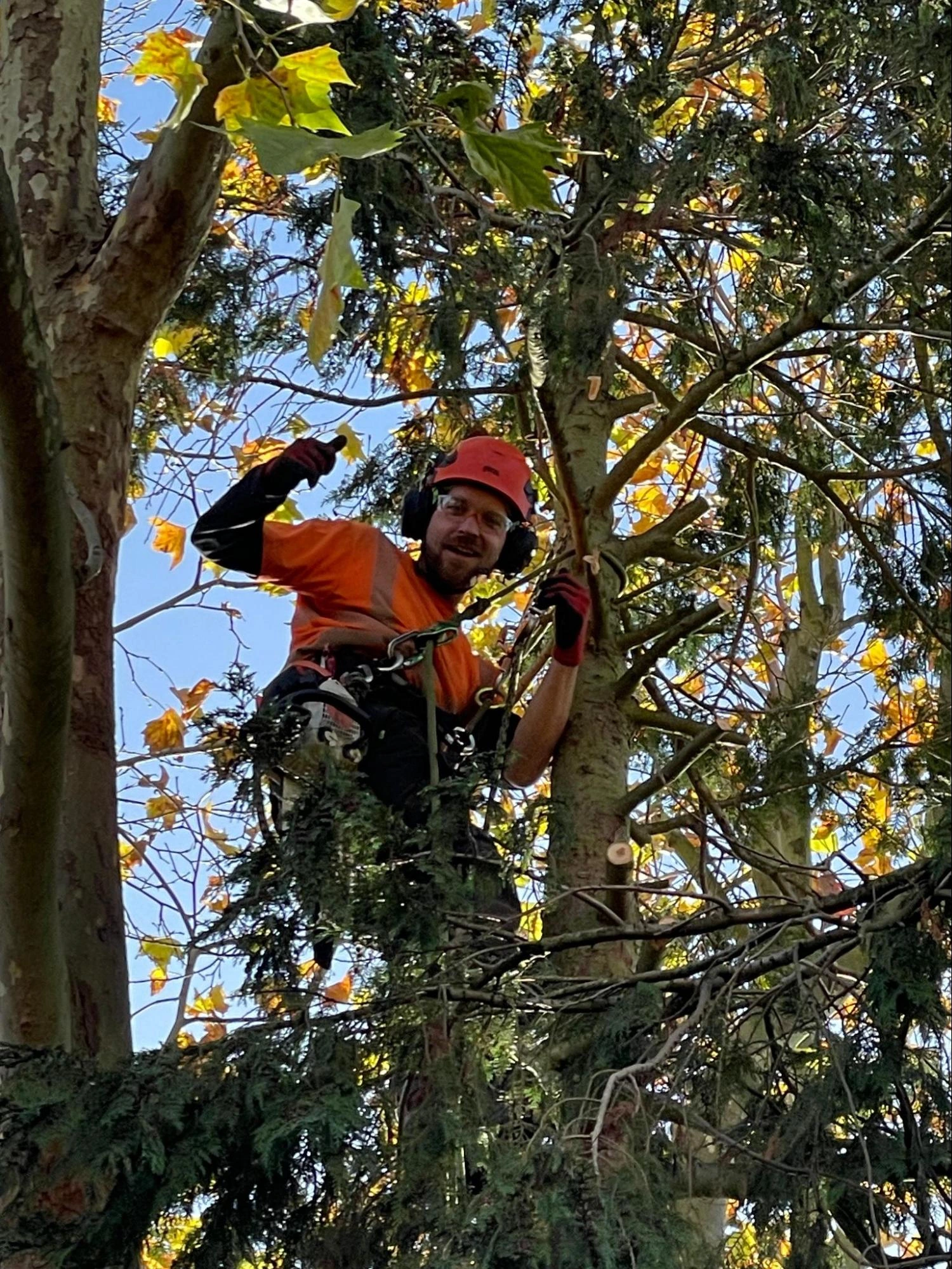 Wickford Tree Care Experts